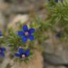 Fotografia 7 da espécie Anagallis foemina do Jardim Botânico UTAD