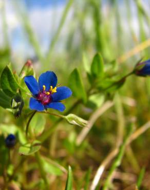 Fotografia 8 da espécie Anagallis foemina no Jardim Botânico UTAD