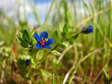 Fotografia da espécie Anagallis foemina