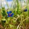 Fotografia 8 da espécie Anagallis foemina do Jardim Botânico UTAD