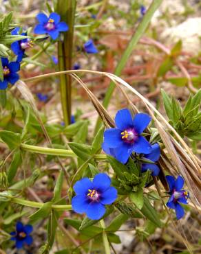 Fotografia 9 da espécie Anagallis foemina no Jardim Botânico UTAD