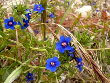 Fotografia da espécie Anagallis foemina