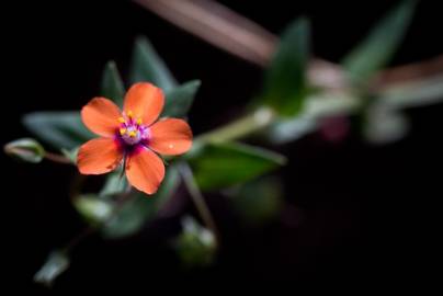 Fotografia da espécie Anagallis arvensis subesp. arvensis