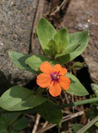 Fotografia da espécie Anagallis arvensis subesp. arvensis