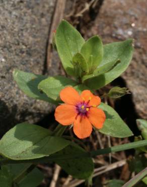 Fotografia 12 da espécie Anagallis arvensis subesp. arvensis no Jardim Botânico UTAD