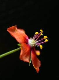 Fotografia da espécie Anagallis arvensis subesp. arvensis