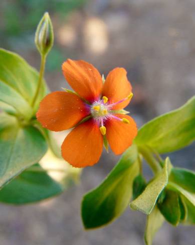 Fotografia de capa Anagallis arvensis subesp. arvensis - do Jardim Botânico