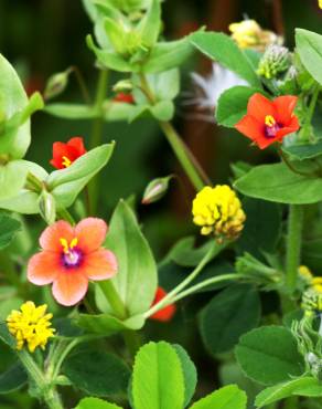 Fotografia 14 da espécie Anagallis arvensis subesp. arvensis no Jardim Botânico UTAD