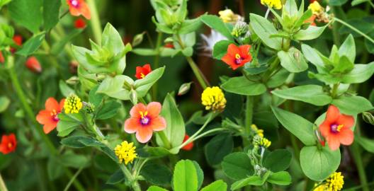 Fotografia da espécie Anagallis arvensis subesp. arvensis