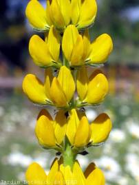 Fotografia da espécie Lupinus luteus