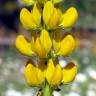 Fotografia 3 da espécie Lupinus luteus do Jardim Botânico UTAD