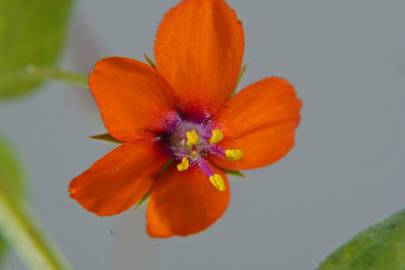 Fotografia da espécie Anagallis arvensis subesp. arvensis