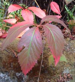 Fotografia da espécie Parthenocissus quinquefolia