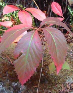 Fotografia 9 da espécie Parthenocissus quinquefolia no Jardim Botânico UTAD