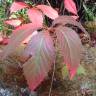 Fotografia 9 da espécie Parthenocissus quinquefolia do Jardim Botânico UTAD