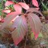 Fotografia 9 da espécie Parthenocissus quinquefolia do Jardim Botânico UTAD