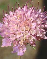 Fotografia da espécie Scabiosa atropurpurea