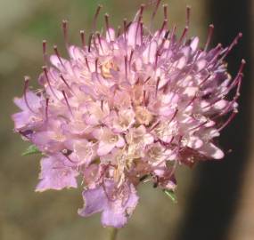 Fotografia da espécie Scabiosa atropurpurea