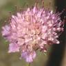 Fotografia 1 da espécie Scabiosa atropurpurea do Jardim Botânico UTAD