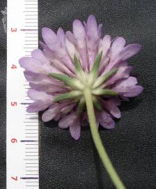 Fotografia da espécie Scabiosa atropurpurea