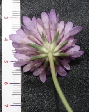 Fotografia 5 da espécie Scabiosa atropurpurea no Jardim Botânico UTAD