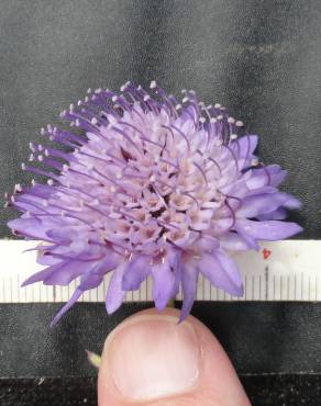 Fotografia 6 da espécie Scabiosa atropurpurea no Jardim Botânico UTAD