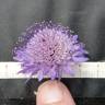 Fotografia 6 da espécie Scabiosa atropurpurea do Jardim Botânico UTAD