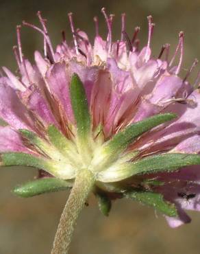 Fotografia 7 da espécie Scabiosa atropurpurea no Jardim Botânico UTAD