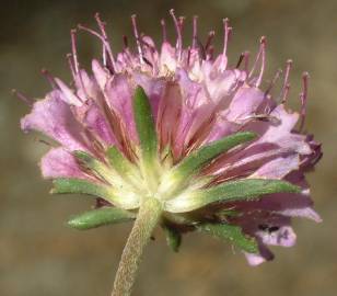 Fotografia da espécie Scabiosa atropurpurea