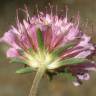 Fotografia 7 da espécie Scabiosa atropurpurea do Jardim Botânico UTAD