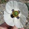 Fotografia 6 da espécie Papaver somniferum subesp. somniferum do Jardim Botânico UTAD