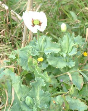 Fotografia 7 da espécie Papaver somniferum subesp. somniferum no Jardim Botânico UTAD