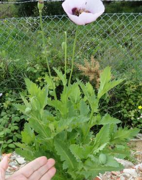 Fotografia 8 da espécie Papaver somniferum subesp. somniferum no Jardim Botânico UTAD