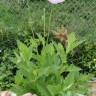 Fotografia 8 da espécie Papaver somniferum subesp. somniferum do Jardim Botânico UTAD