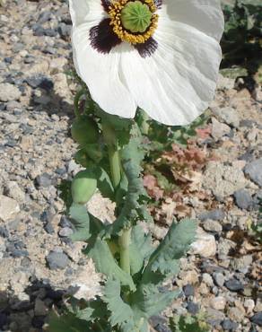 Fotografia 10 da espécie Papaver somniferum subesp. somniferum no Jardim Botânico UTAD