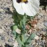 Fotografia 10 da espécie Papaver somniferum subesp. somniferum do Jardim Botânico UTAD