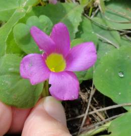 Fotografia da espécie Oxalis purpurea