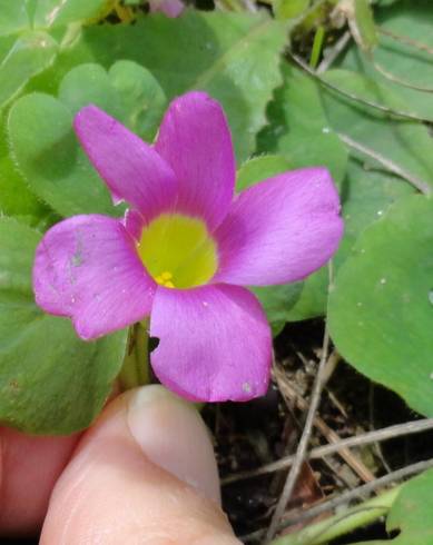 Fotografia de capa Oxalis purpurea - do Jardim Botânico