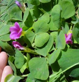 Fotografia da espécie Oxalis purpurea