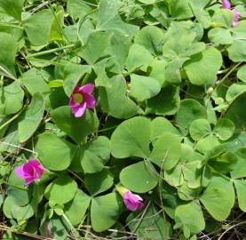 Fotografia da espécie Oxalis purpurea