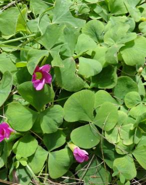 Fotografia 3 da espécie Oxalis purpurea no Jardim Botânico UTAD