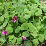 Fotografia 3 da espécie Oxalis purpurea do Jardim Botânico UTAD
