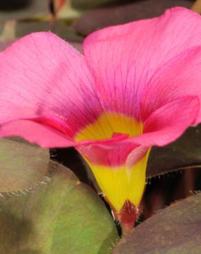 Fotografia 4 da espécie Oxalis purpurea no Jardim Botânico UTAD