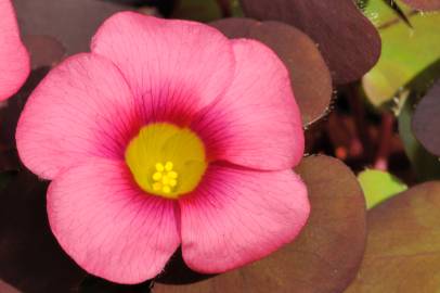 Fotografia da espécie Oxalis purpurea