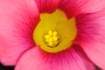Fotografia da espécie Oxalis purpurea