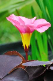 Fotografia da espécie Oxalis purpurea