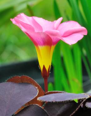 Fotografia 8 da espécie Oxalis purpurea no Jardim Botânico UTAD