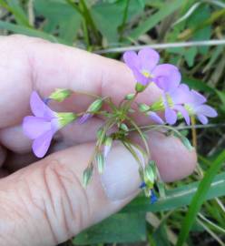 Fotografia da espécie Oxalis latifolia