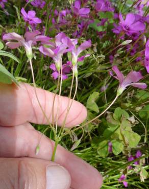 Fotografia 5 da espécie Oxalis latifolia no Jardim Botânico UTAD