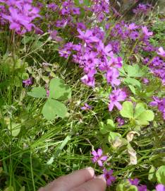 Fotografia da espécie Oxalis latifolia